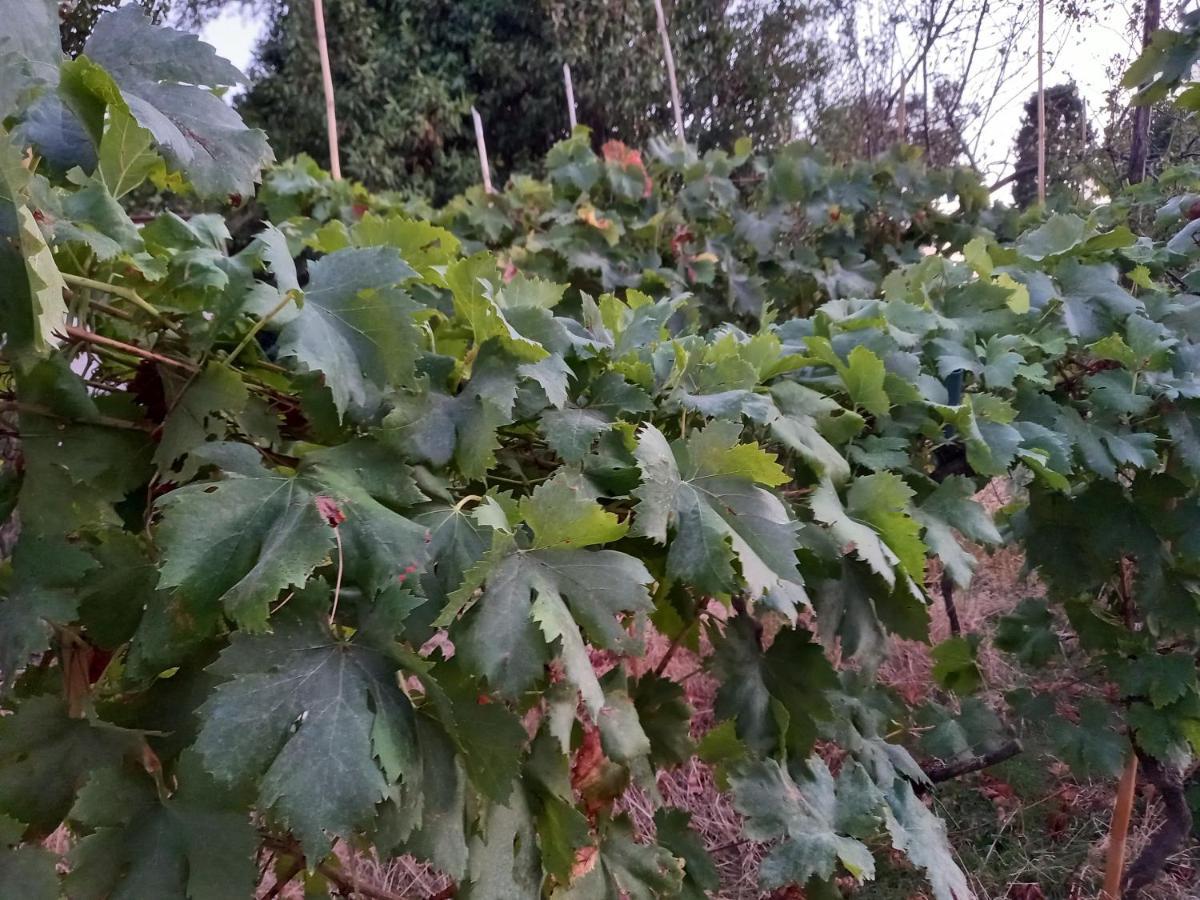 La Quiete Tra Le Vigne Tuscany Collesalvetti Exterior foto